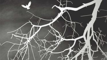 birds_illustartion