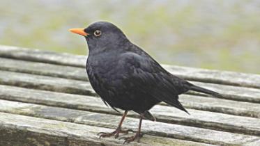 black bird.jpg