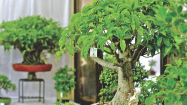Bonsai