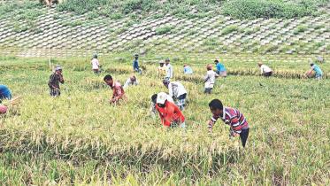 Youth harvesting Boro paddy in Brahmanbaria’s Sarail upazila