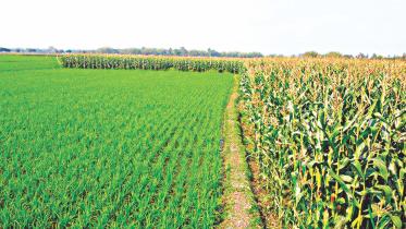Boro farmers price denied.jpg