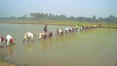 boro paddy.jpg