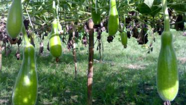 Bottle gourd