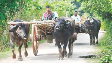 buffalo cart.jpg
