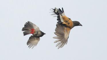 Bulbul.jpg