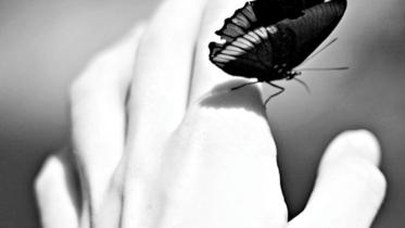 butterflies