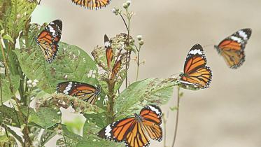 Butterfly1.jpg