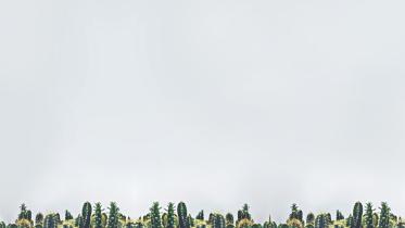 Cacti 2.jpg