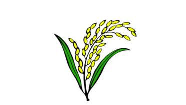 sheaf of paddy