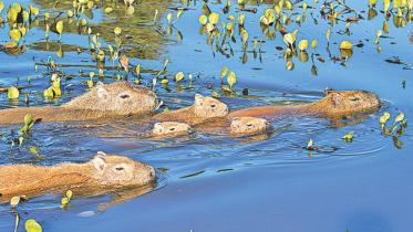Capybaras.jpg