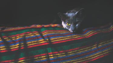 Cat-A-Tonic