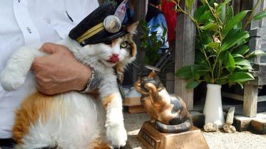 Cat-III-WEB.jpg
