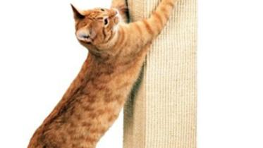 Cat-sratch-post--Amazon.jpg