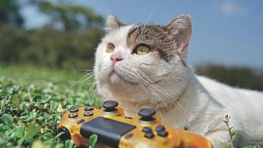 cat.jpg