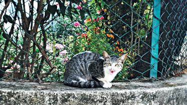 cat.jpg