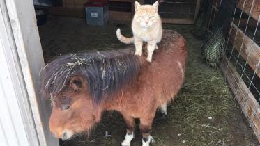 cat.jpg