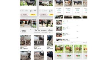 cattle-market.jpg