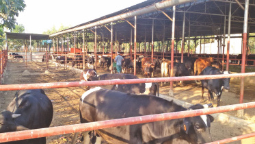 cattle 