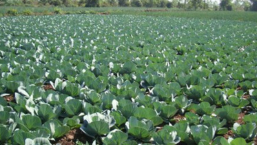 cauliflower,.jpg