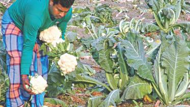 Cauliflower