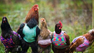 chickens.jpg