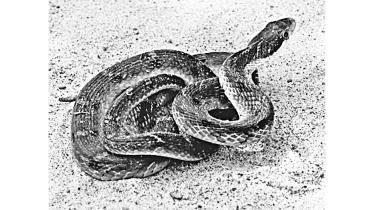cobra snake.jpg