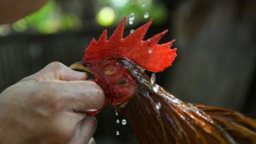 cock fight.jpg