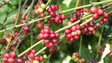 Coffee-cultivation.jpg
