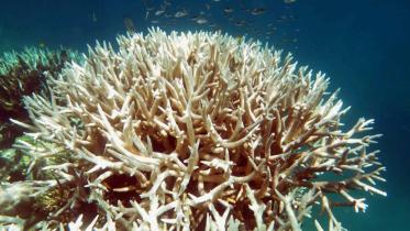 Coral-1WB.jpg