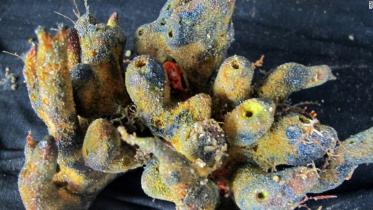 Coral-reef-1WB.jpg