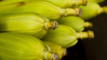 Corn