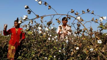 cotton.jpg