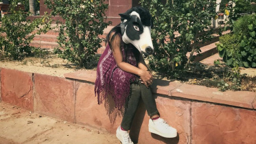 cow-1.jpg