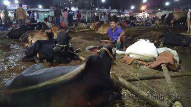COW-2.jpg