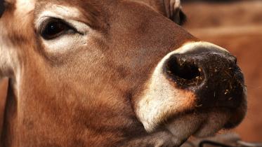 cow-2216918_1920.jpg