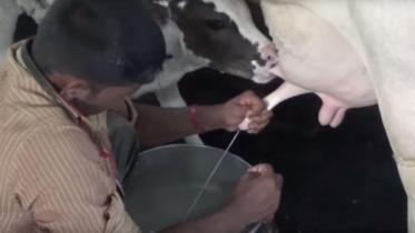 No antibiotics in milk