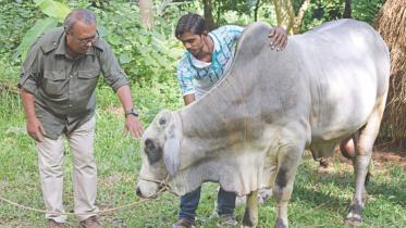 cow.jpg