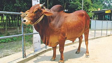 Cattle tales
