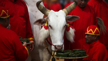 cow.jpg