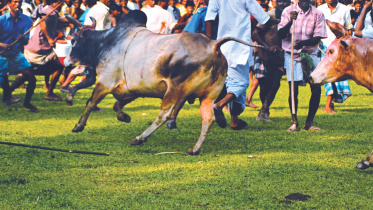 cow.jpg