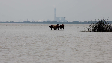 cow.jpg