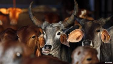 cows.jpg