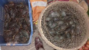 Crab catching.jpg