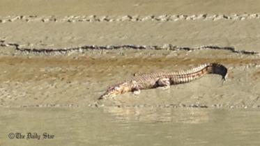 crocodile-pinaki.jpg