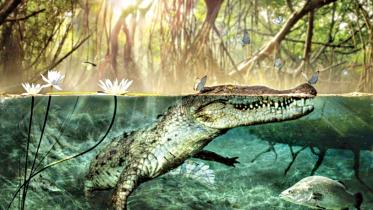 crocodile.jpg