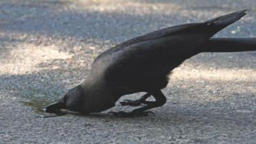 crow in heat wave