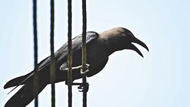 crows