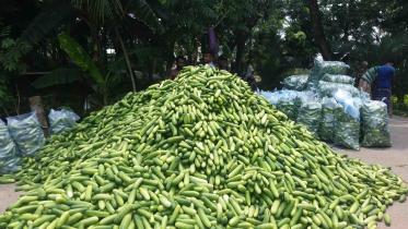cucumber.jpg