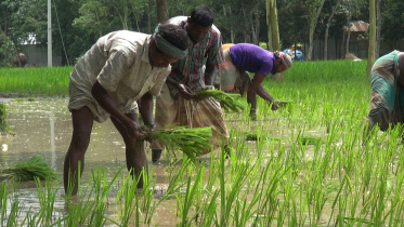 cultivation.jpg