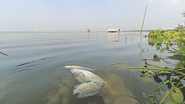 dead fish.jpg